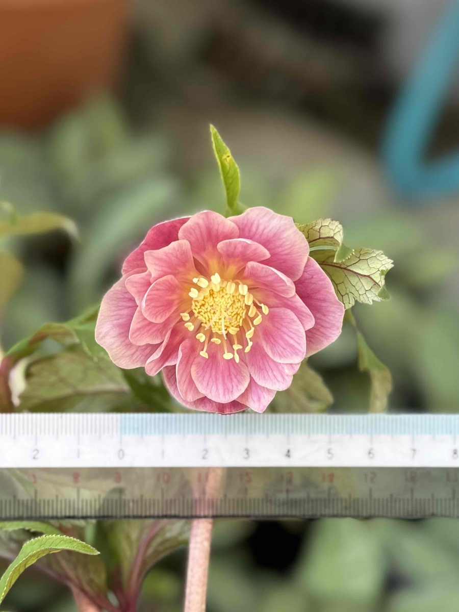 小輪系ニューソレイユdd【Hi209】 | グリーンホビー