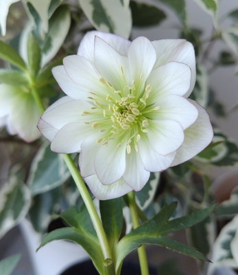 ●８時だよ）ピコティペールピンクソフトベイン落ちないsdロングネクタリーhybrid系【YA7】　※蕾なし