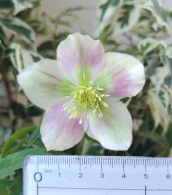 リバーシブルレッドグリーンフラッシュ【kg51】