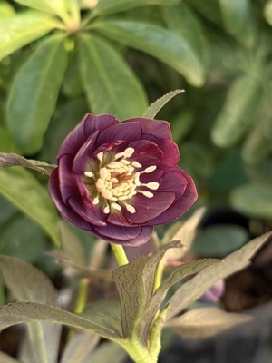 ●８時だよ）デュメトルム系【Ta45】