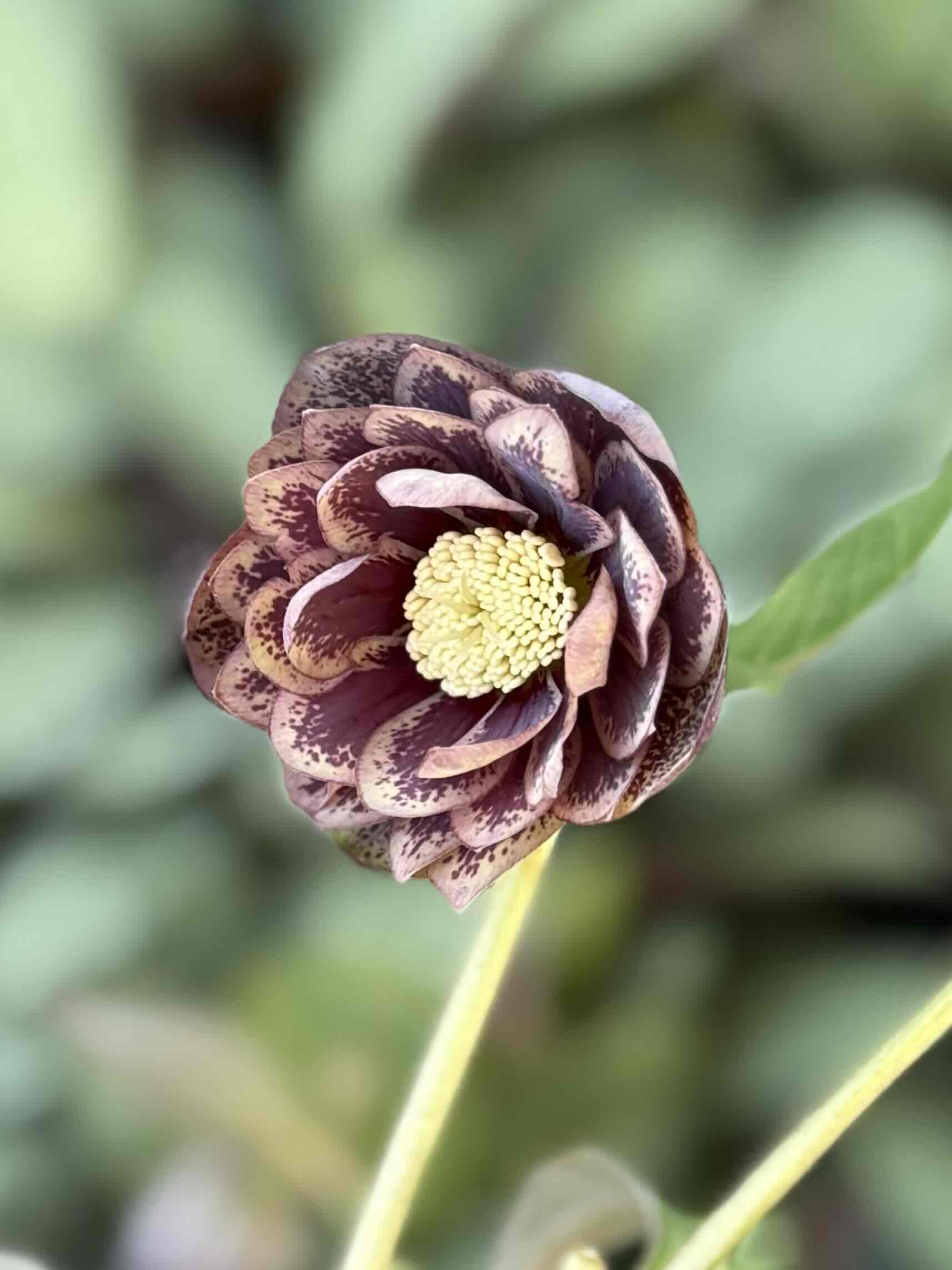 ○8時だよ）スモーキーパープルdd激ブロッチ【Hi212】 | グリーンホビー