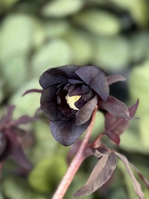 広瀬園芸さんのクリスマスローズ | グリーンホビー