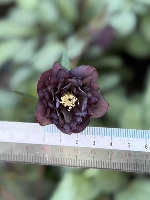 ●８時だよ）ダークブラウンdd【Hi211】