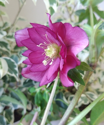 ●８時だよ）透き通るレッドパープルdd【kg52】