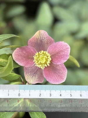 広瀬園芸さんのクリスマスローズ | グリーンホビー