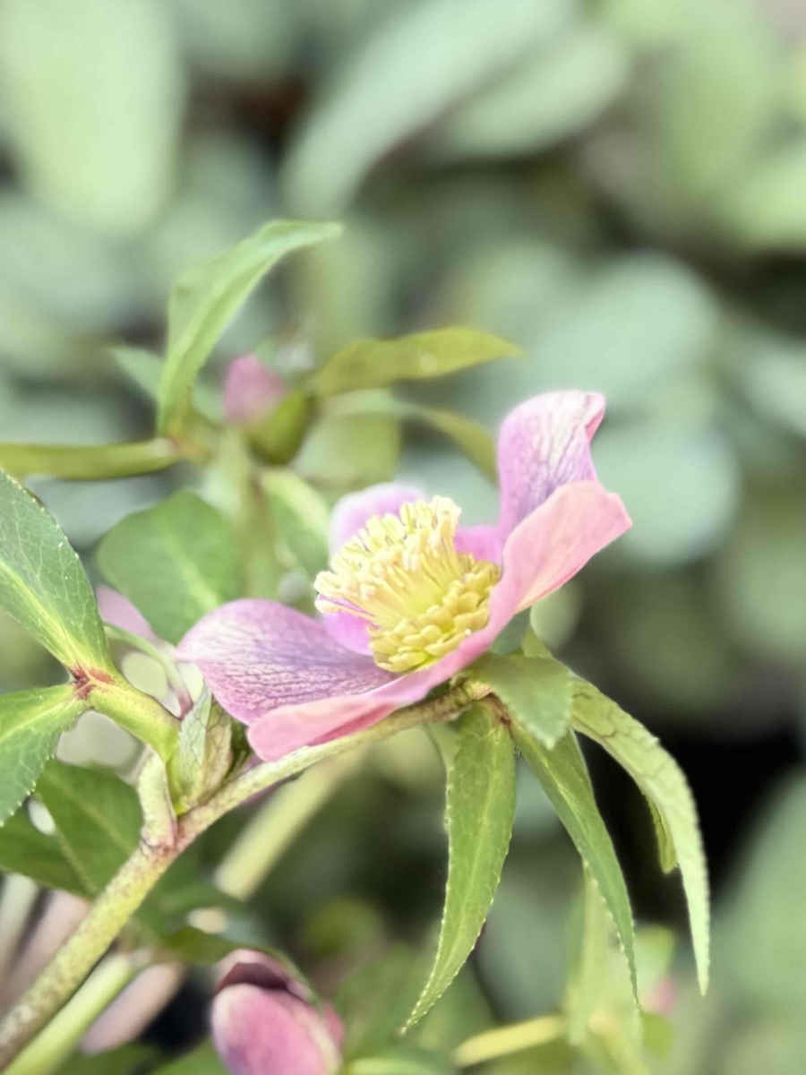 ○8時だよ）アンティークピンク【Hi213】 | グリーンホビー