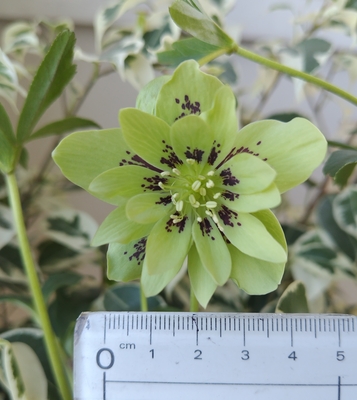 ライムグリーンddブロッチフラッシュ【kg50】