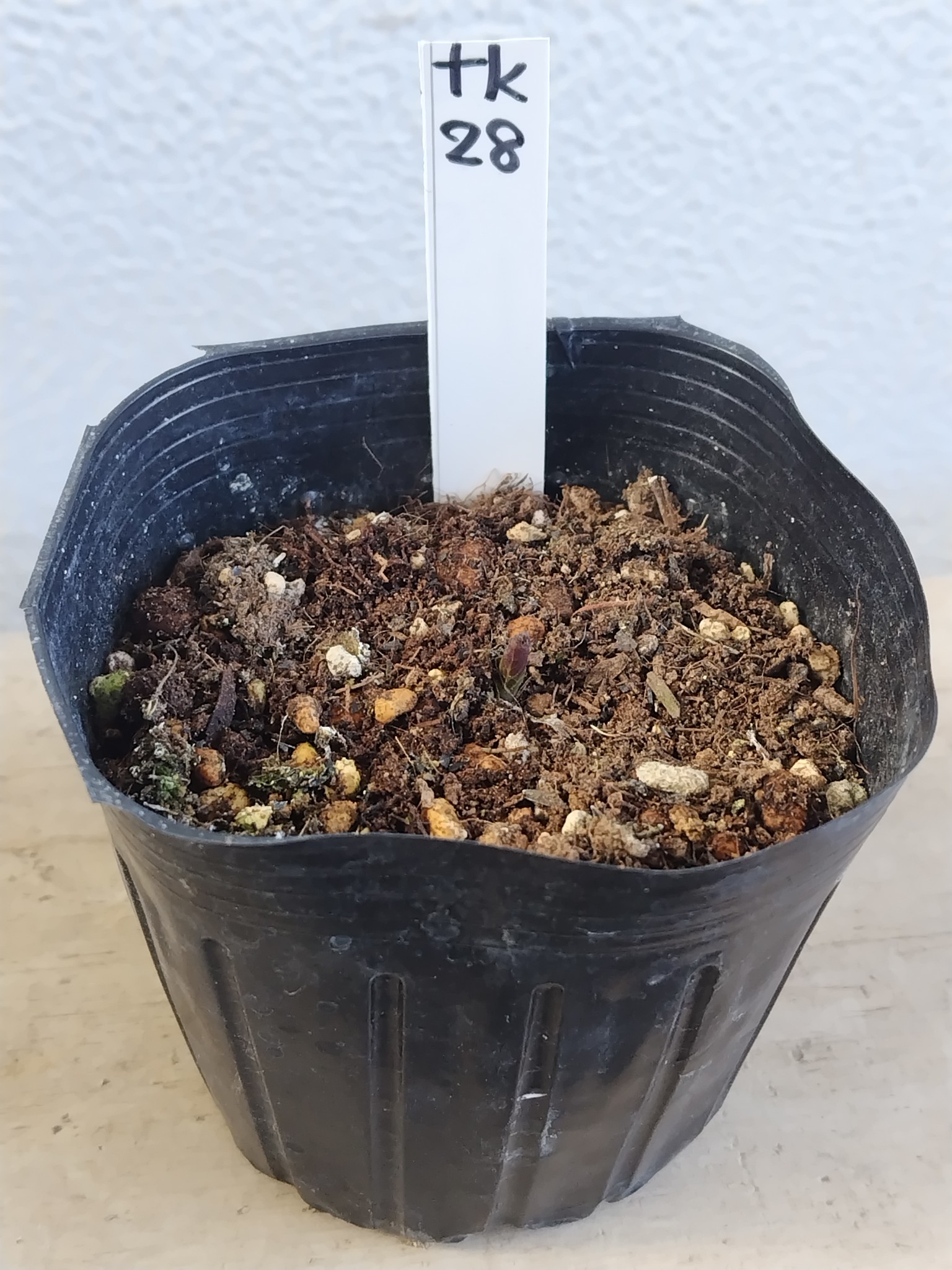 チベタヌス実生3年生【tk28】 | グリーンホビー