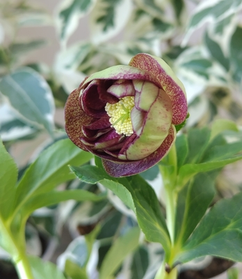 野田園芸さんのクリスマスローズ | グリーンホビー