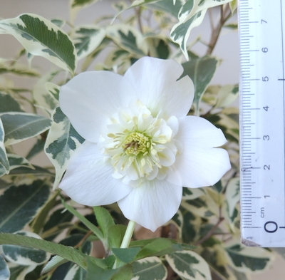 大和園さんのクリスマスローズ | グリーンホビー