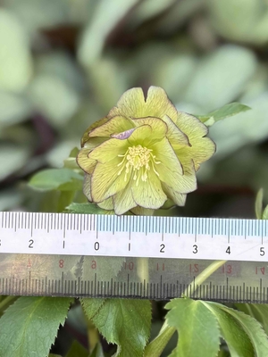 広瀬園芸さんのクリスマスローズ | グリーンホビー