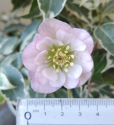 クリスマスローズ | グリーンホビー