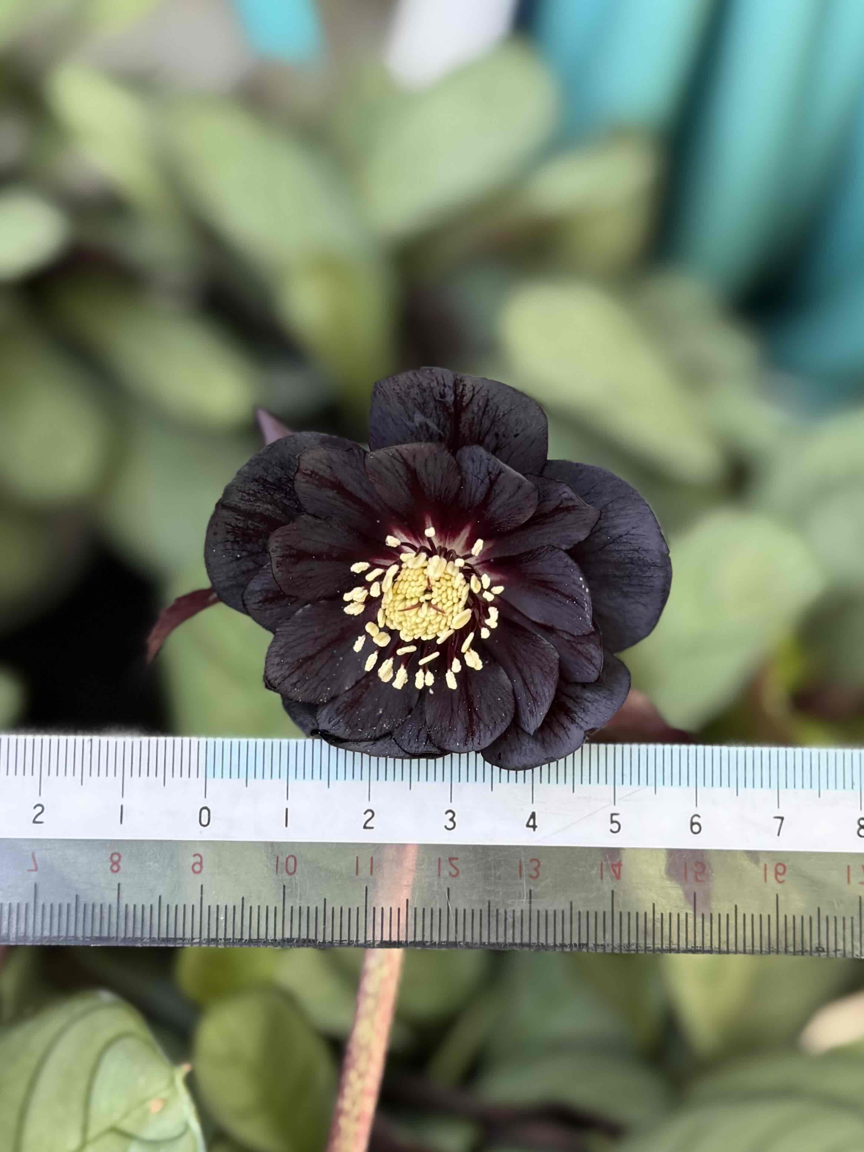 ○8時だよ）ツヤブラックdd【Hi215】 | グリーンホビー