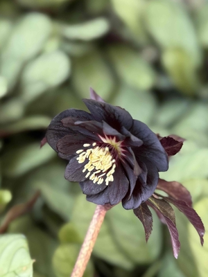 ○8時だよ）ツヤブラックdd【Hi215】 | グリーンホビー