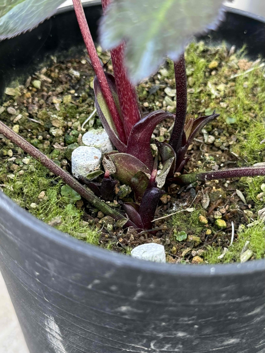 ○8時だよ）ツヤブラックdd【Hi215】 | グリーンホビー