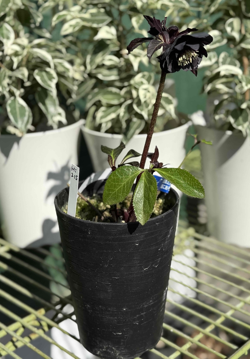 ○8時だよ）ツヤブラックdd【Hi215】 | グリーンホビー