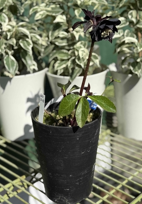 ○8時だよ）ツヤブラックdd【Hi215】 | グリーンホビー