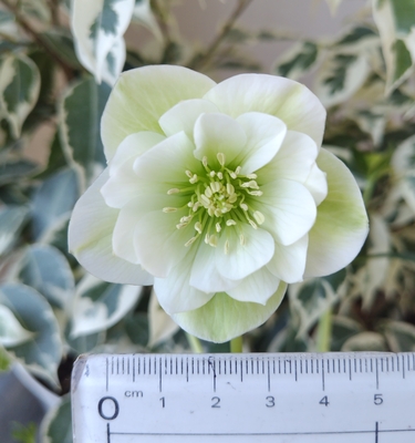 グリーン＆ホワイトグラデdd【YA23】　