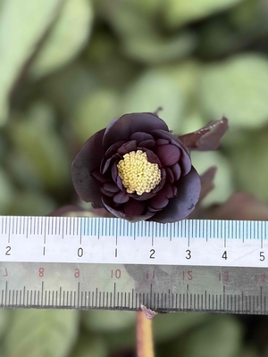 ●８時だよ）ブラックマジック系ハイブリッド【Hi217】