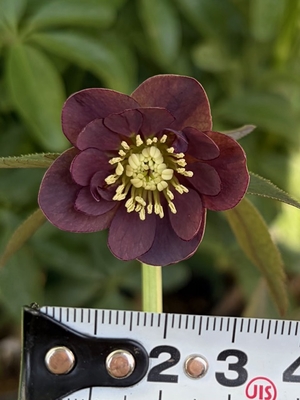 デュメトルム系【Ta36】