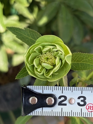 デュメトルム系【Ta38】