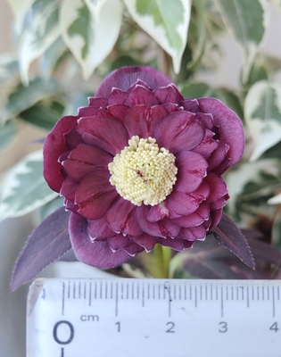 広瀬園芸さんのクリスマスローズ | グリーンホビー