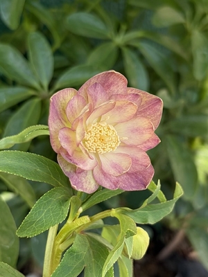 デュメトルム系オーレア【Ta41】