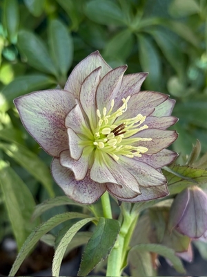 デュメトルム系【Ta43】シルバーグリーンddダークパウダー