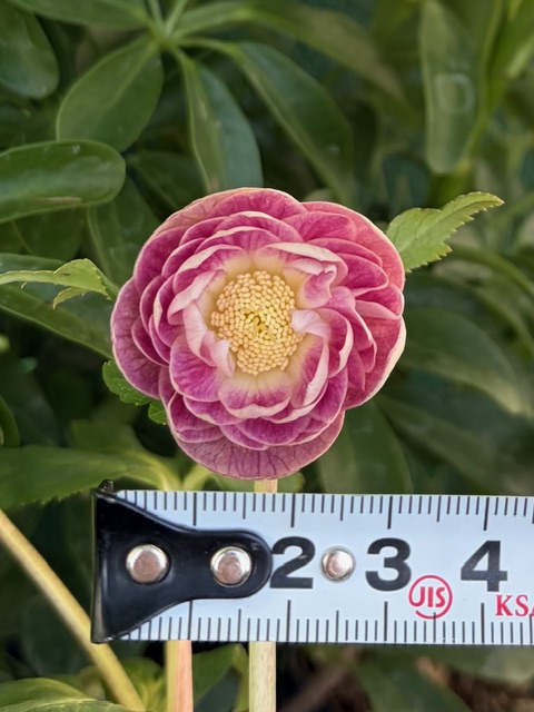 小輪系ソレイユ多弁dd【Hi261】 | グリーンホビー