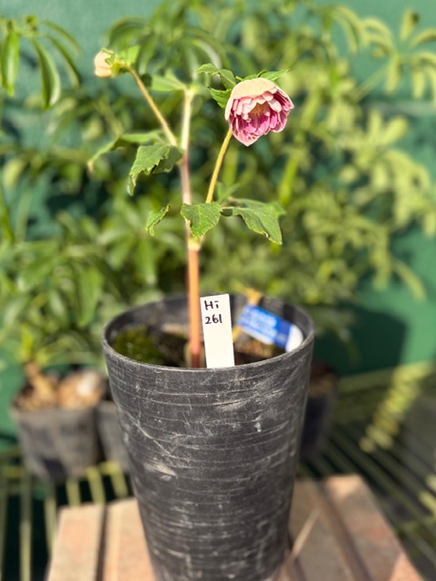 小輪系ソレイユ多弁dd【Hi261】 | グリーンホビー