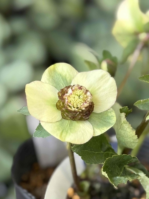 加藤農園さんのクリスマスローズ | グリーンホビー