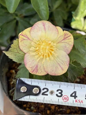 クリスマスローズ | グリーンホビー