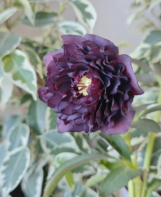 広瀬園芸さんのクリスマスローズ | グリーンホビー