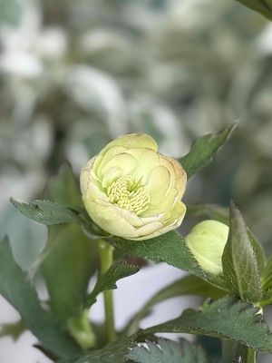 加藤農園さんのクリスマスローズ | グリーンホビー