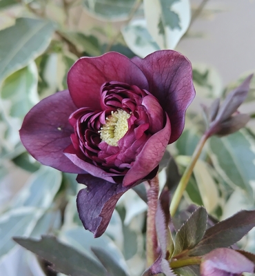 広瀬園芸さんのクリスマスローズ | グリーンホビー