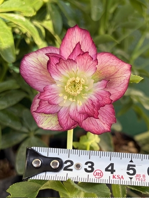 ●８時だよ）螺鈿系【So218】 新花コンテスト入賞作品