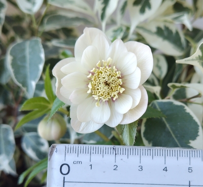 ●８時だよ）静(しずか)【ws71】