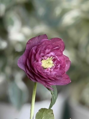 公認）シャガール【ka607】