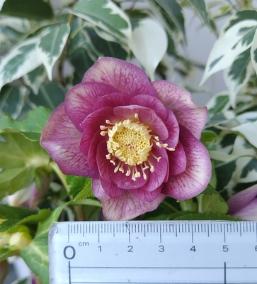 広瀬園芸さんのクリスマスローズ | グリーンホビー