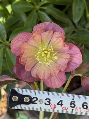 ●８時だよ）カメレオン系【Yo1】