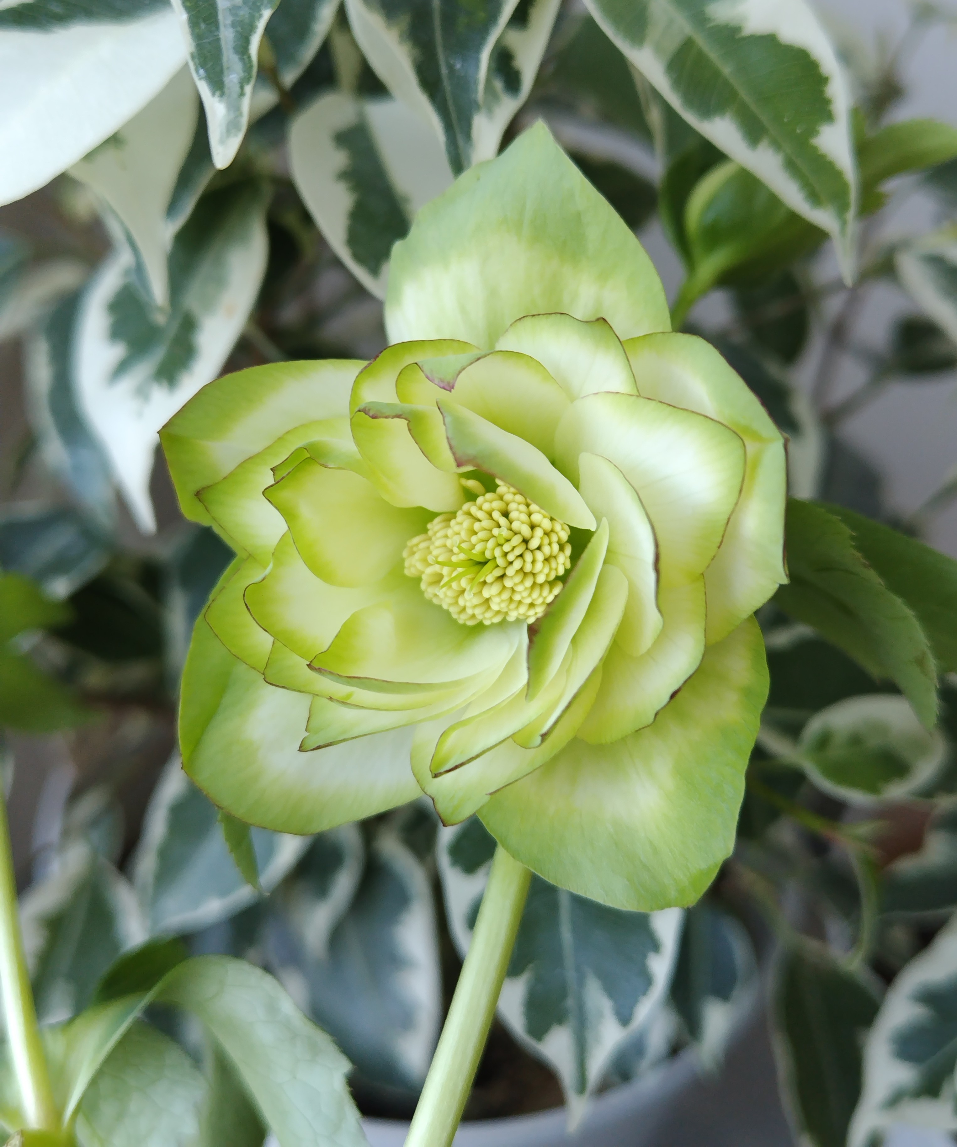 ○8時だよ）ピコ利休【So211】今季人気 | グリーンホビー