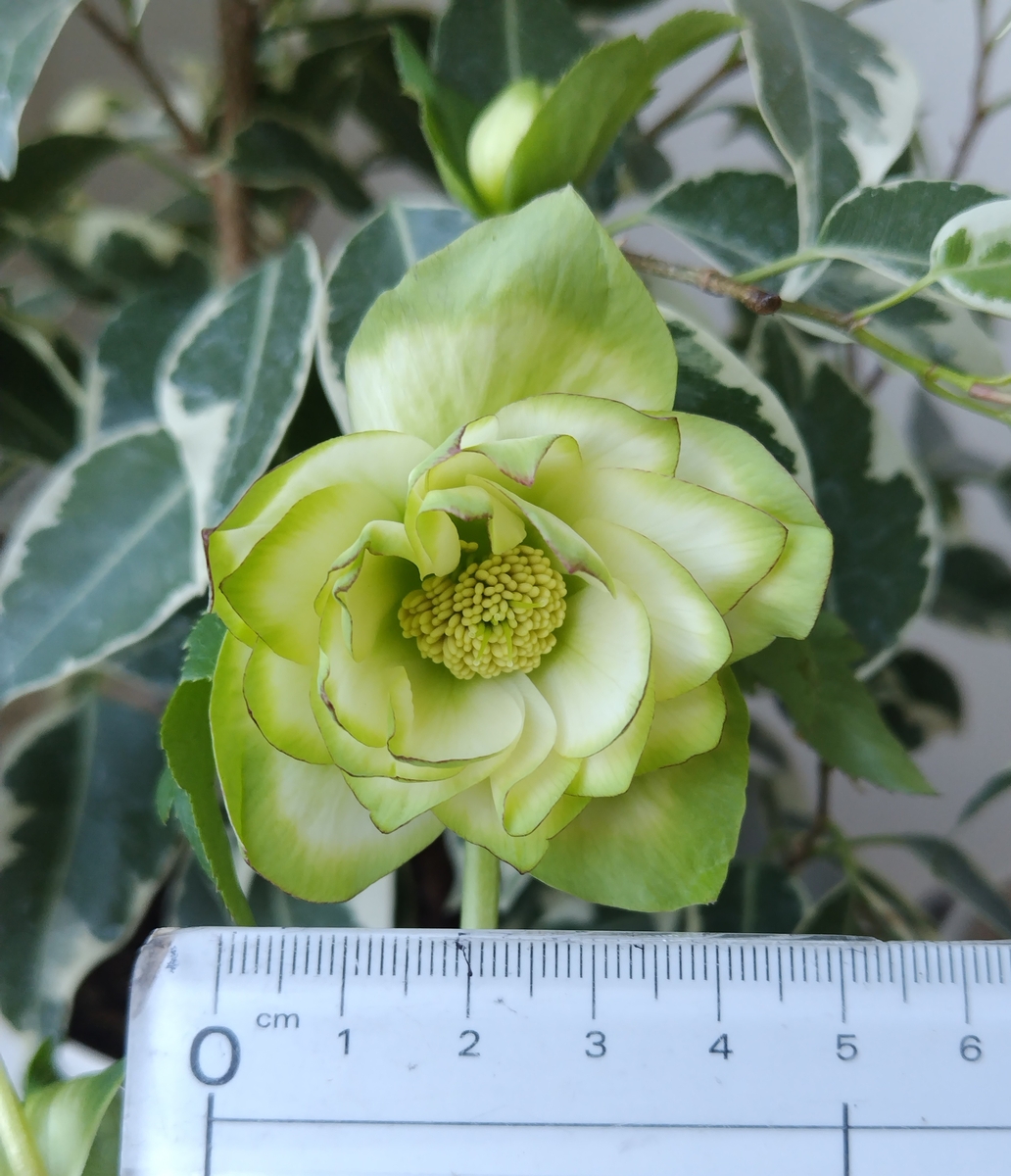 ○8時だよ）ピコ利休【So211】今季人気 | グリーンホビー