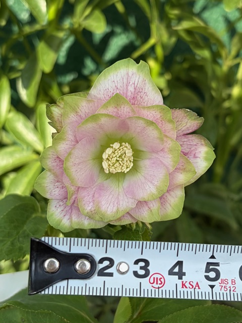 ○8時だよ）桜利休【So215】 | グリーンホビー