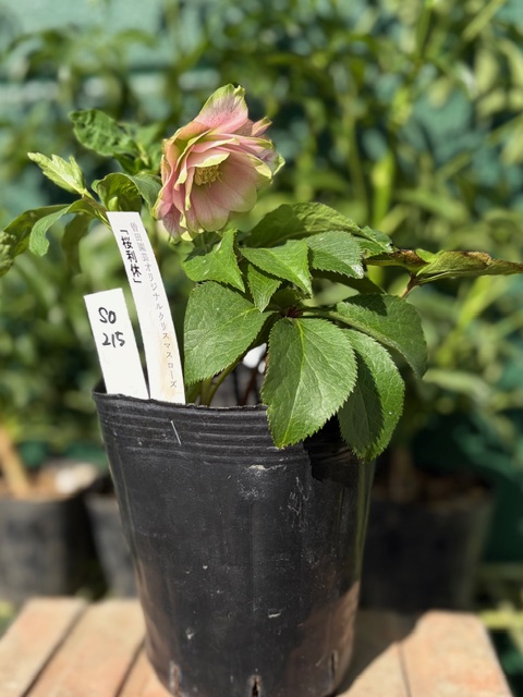 ○8時だよ）桜利休【So215】 | グリーンホビー