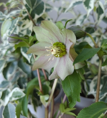 パピエアンティーク【kg40】シルバーグリーンレッドベイン系