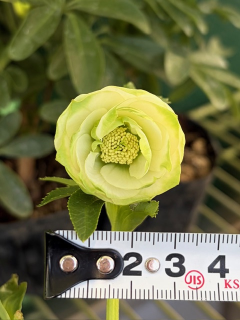 ○8時だよ）利休【So199】 | グリーンホビー