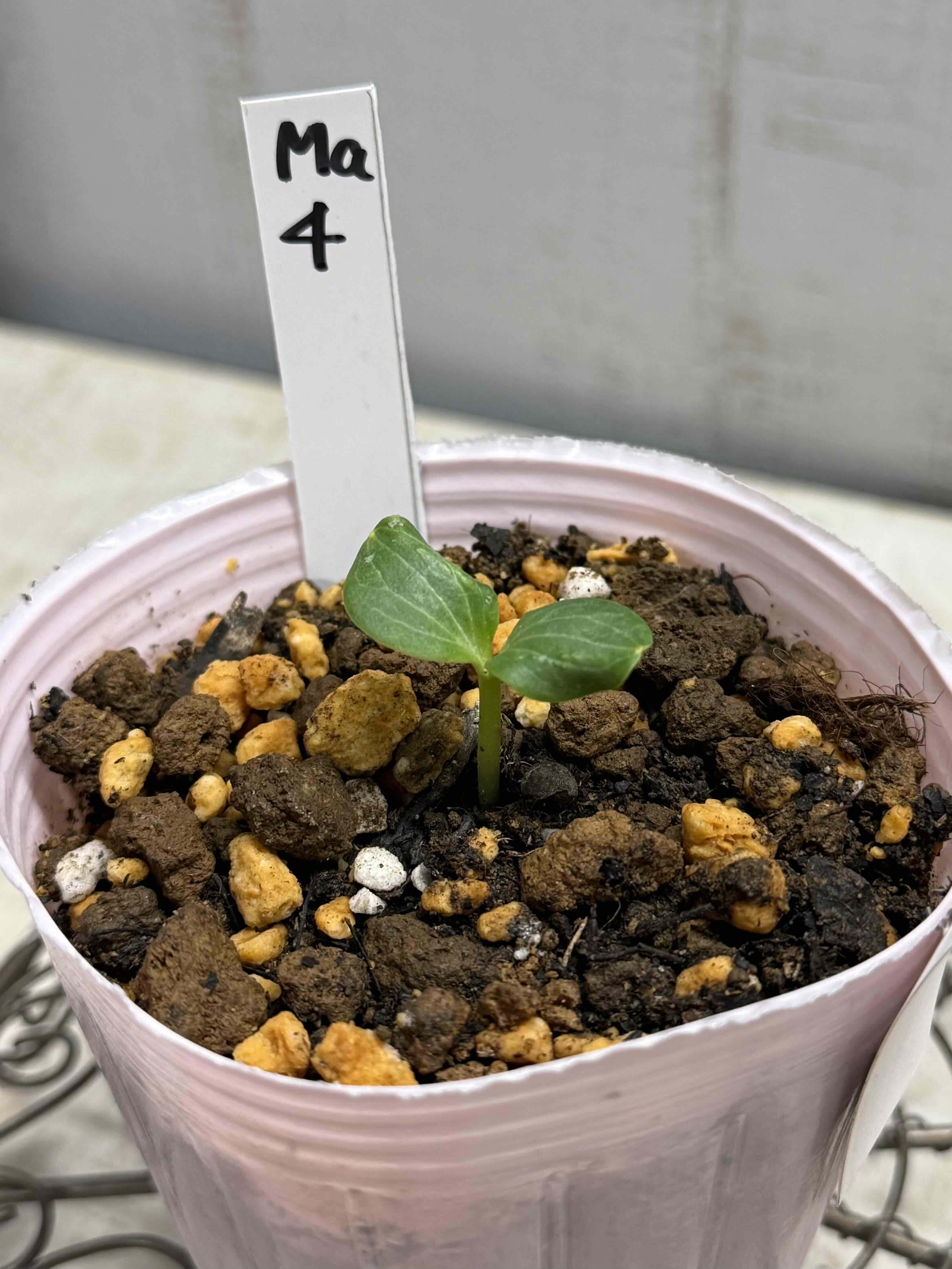 ○8時だよ）ヴェシカリウス 2025年松村ナーセリー採取シード 【Ma4