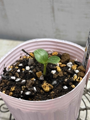 ●８時だよ）ヴェシカリウス　2025年松村ナーセリー採取シード【Ma3】