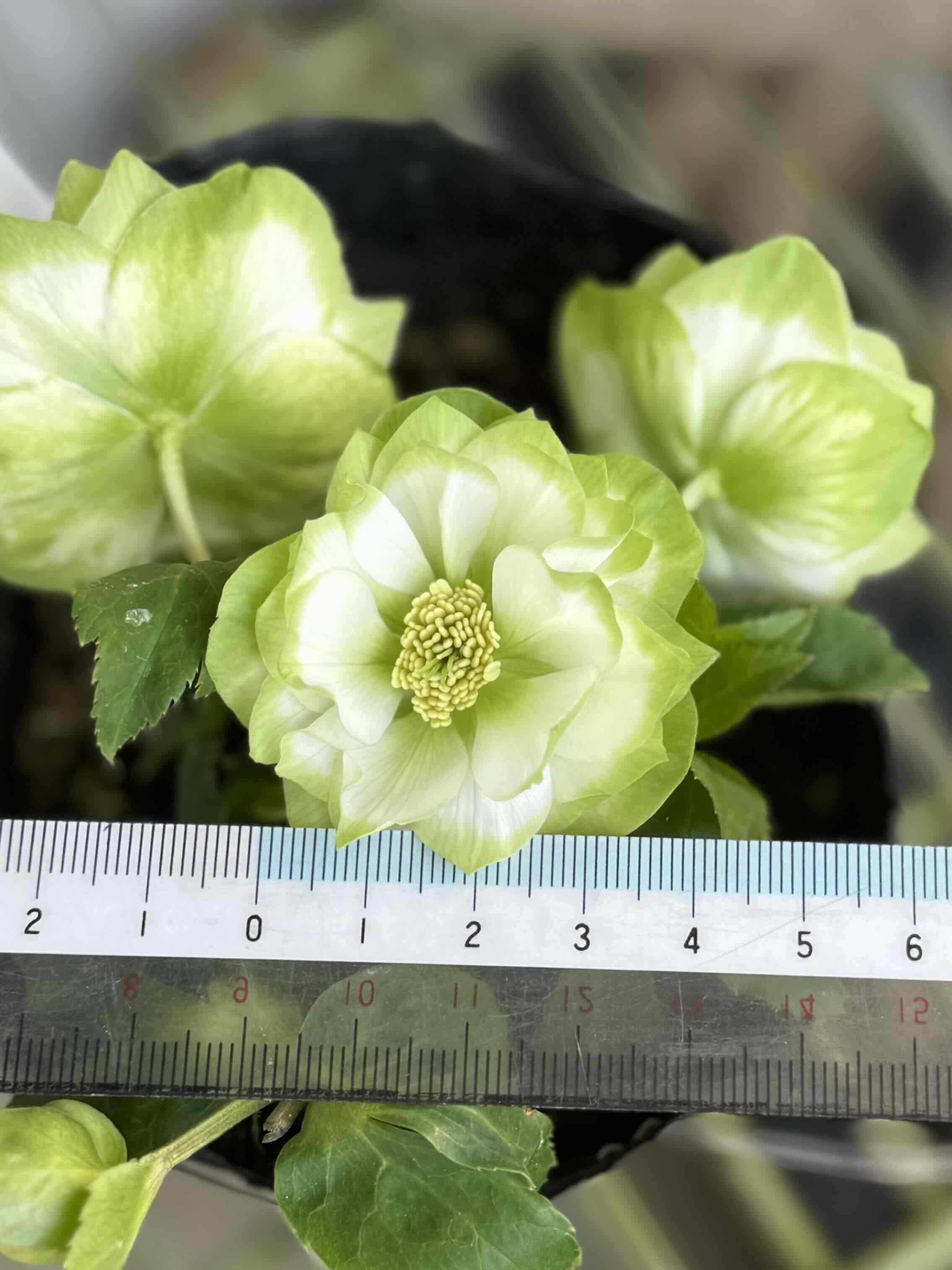 ○8時だよ）利休【So216】 | グリーンホビー