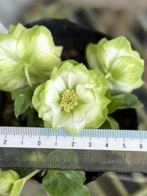 ●８時だよ）利休【So216】 